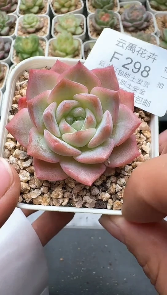 298F云禹多肉植物 默认脱土纸巾打包 3颗包邮