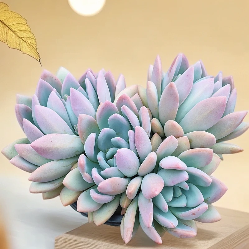 外播奥普琳娜3头起发  新手必拍 好看好养 多肉植物云南昆明发货