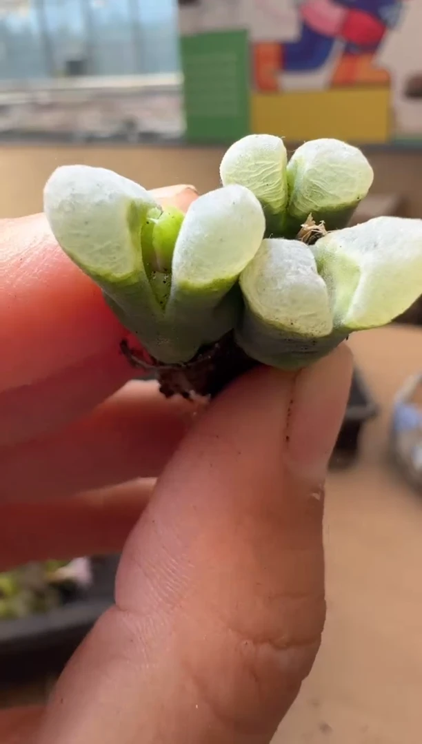 多肉植物肉锥生石花14-137