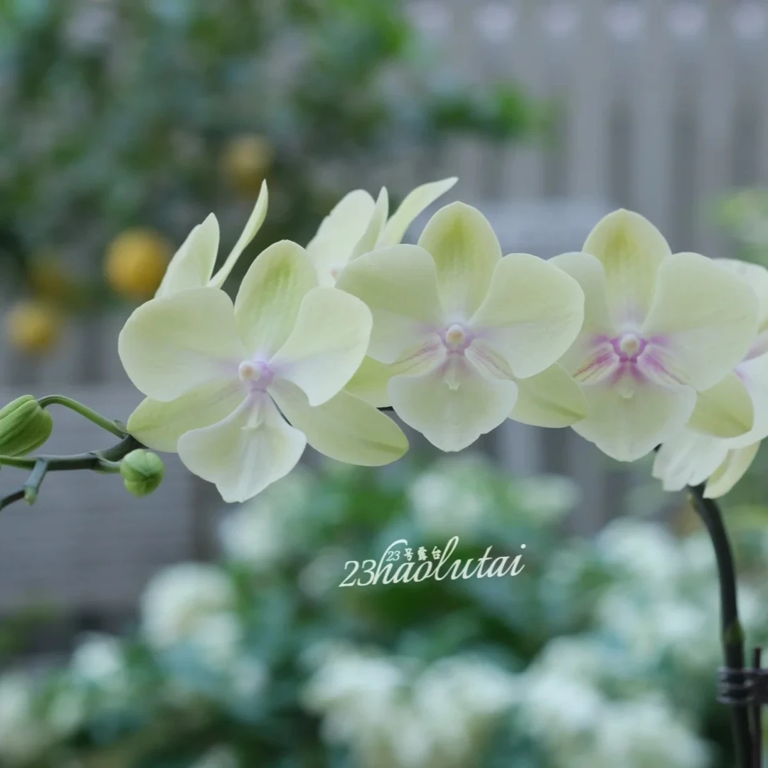 柠檬清清蝴蝶兰盆栽组盆和鸣中通顺丰包邮植迷不误