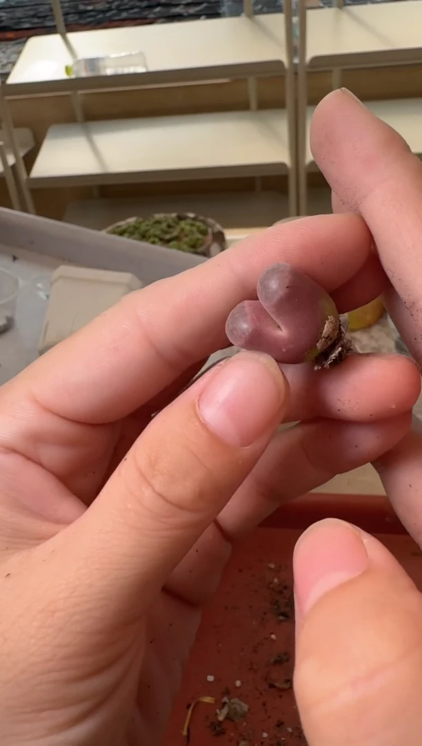 13-371多肉植物肉锥