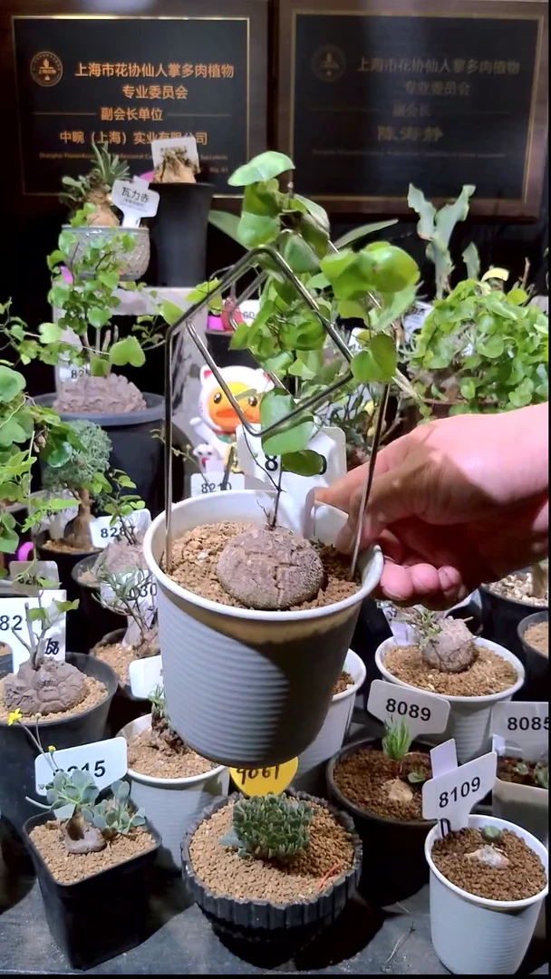 8239号1226精品植物南非龟甲龙单颗