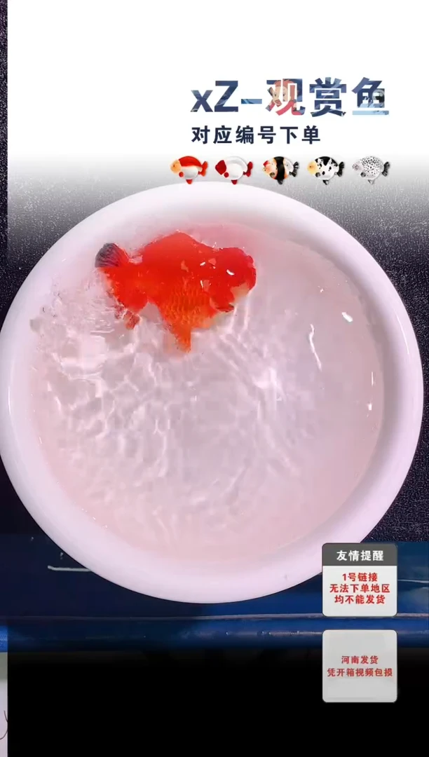 金鱼包装必拍未拍顺丰到付号