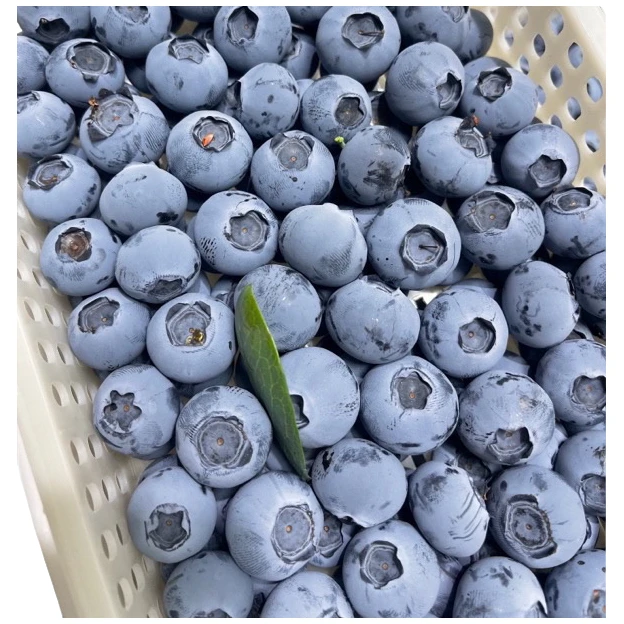 2斤装顺丰包邮山东日照蓝莓露天蓝莓山东省