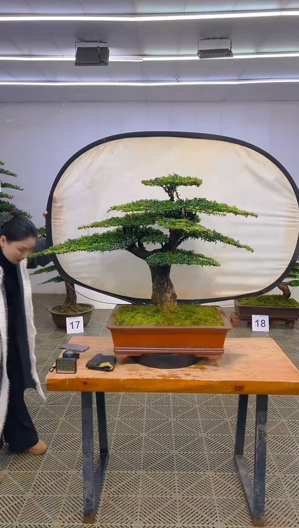 无花朵一物一拍一物一拍