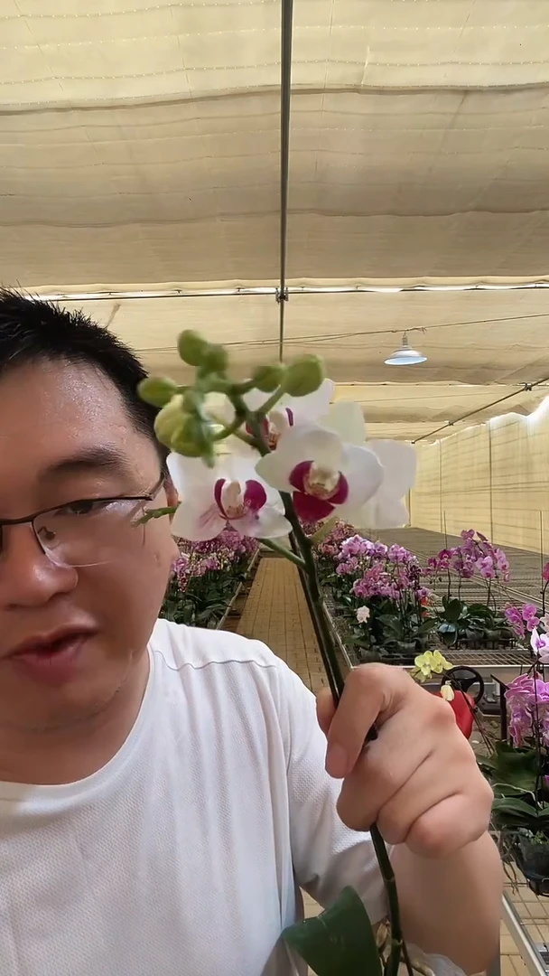 大部分开放少量花苞青桔012 雪域