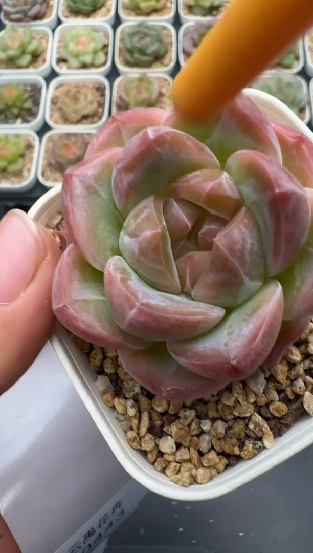 442E云禹多肉植物 带盆土纸巾打包 3颗包邮