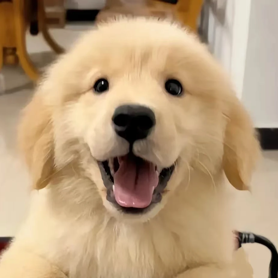 爱爱宠物，狗狗链接