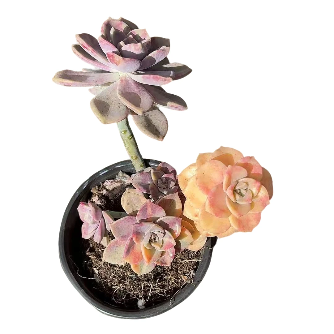 【紫乐花锦】【满9.9包邮】星花怒放阳台露台办公多肉植物栽种养护