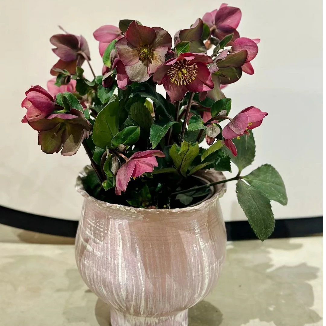 铁筷子乌木玫瑰花苗盆栽带花室内耐寒花卉年宵花地栽植物好养