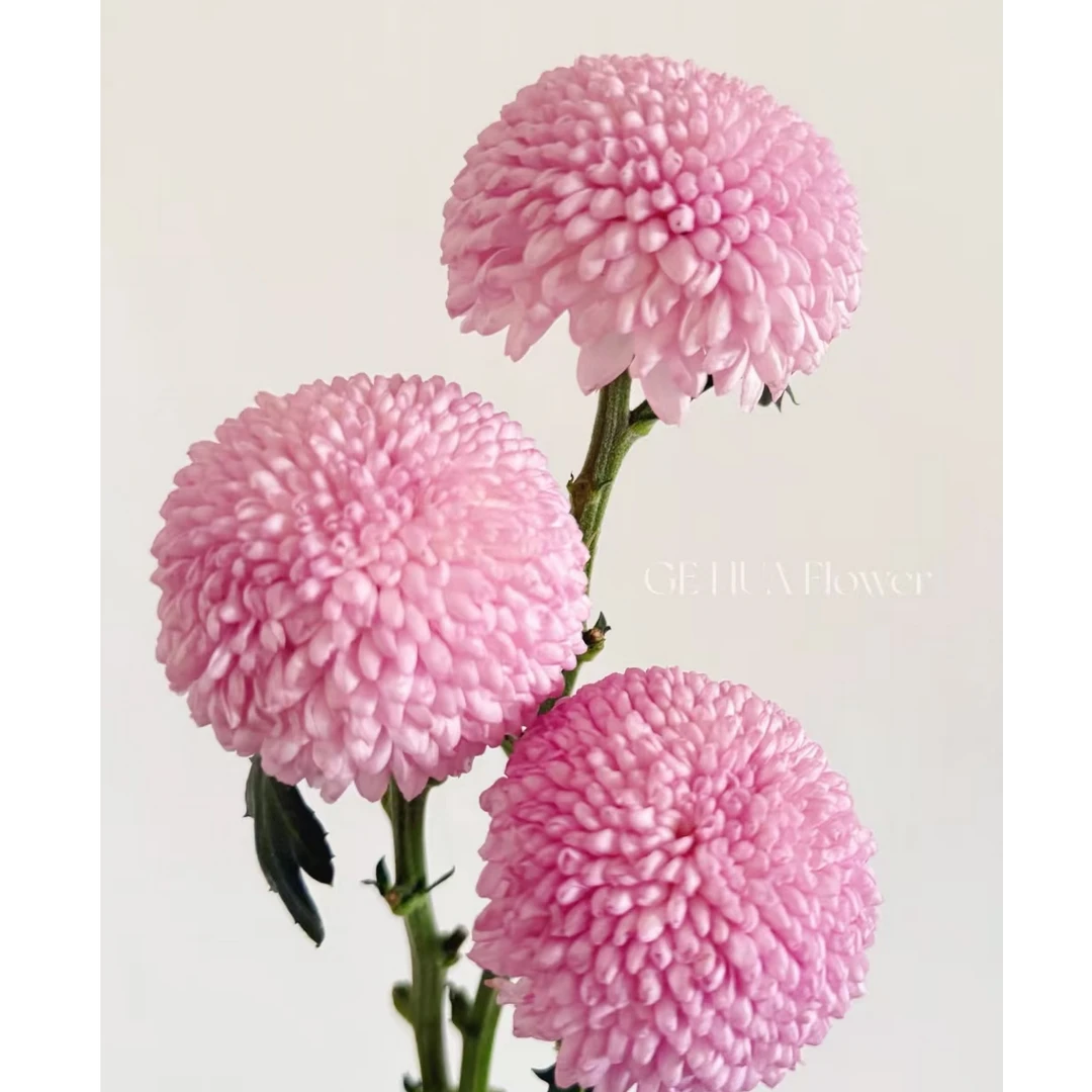 A级稀有粉色乒乓菊10支