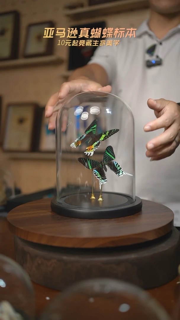 太阳蛾+月亮蛾大号玻璃罩