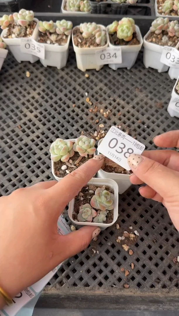 38号江北多肉-到手3棵