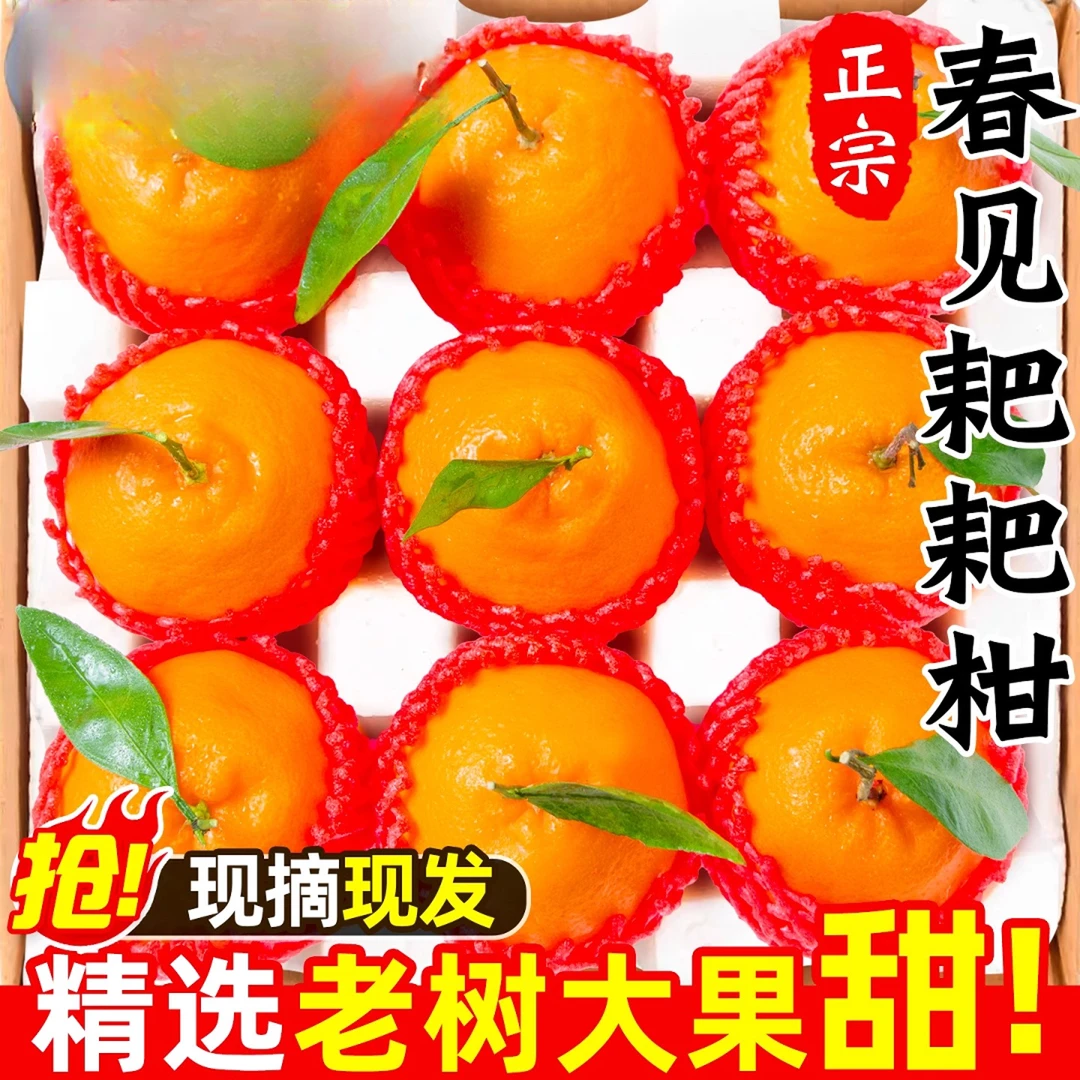 正宗四川春见耙耙柑粑粑柑丑桔橘当季杷杷柑现摘新鲜水果整箱橘子