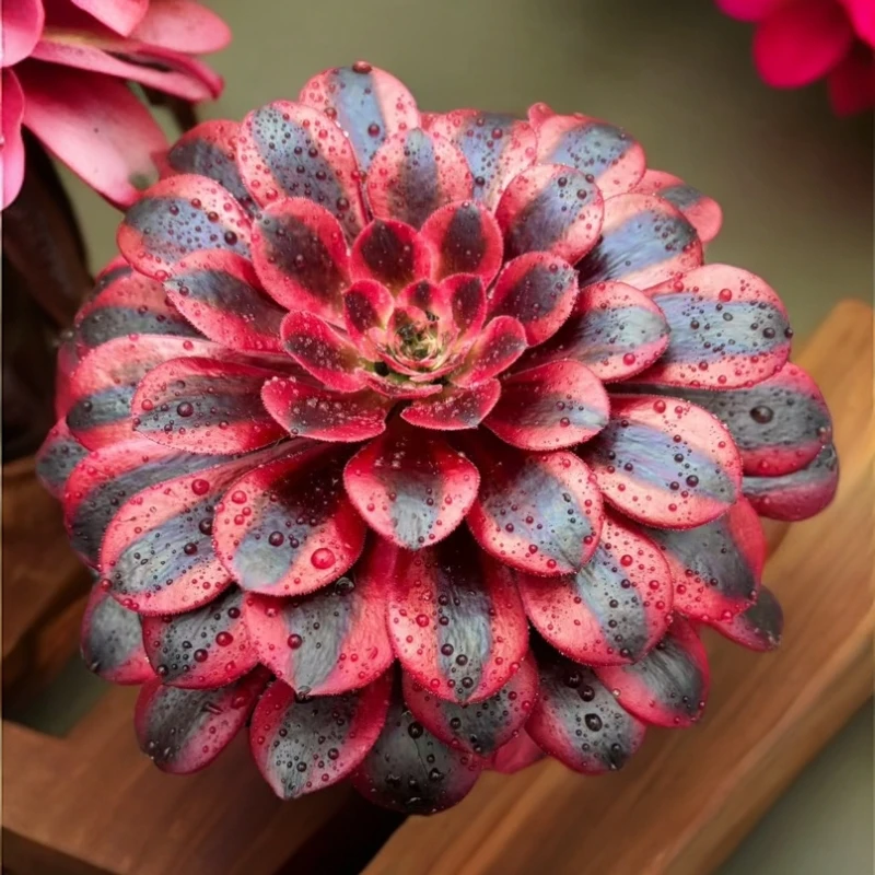 ［美杜莎法师］福利 （满15包邮）佳佳乐多肉