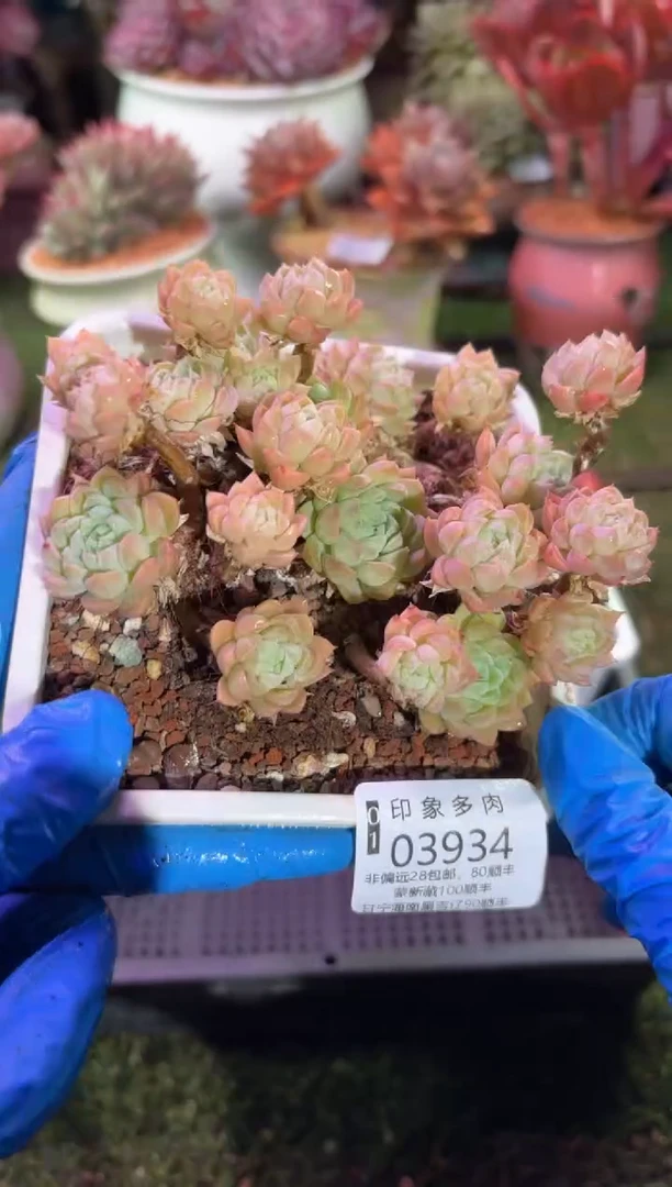 【闪购商品】03934