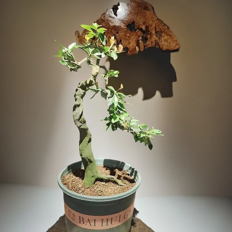 灌木金弹子盆景素材（补价专用）