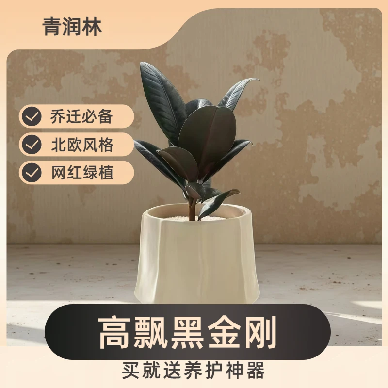 新年桌面焕新盆栽植物盆景花卉绿植盆栽绿植小盆景黑金刚橡胶树