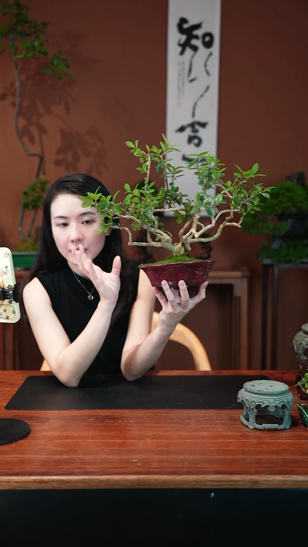 无花朵黄杨I盆景盆景盆景