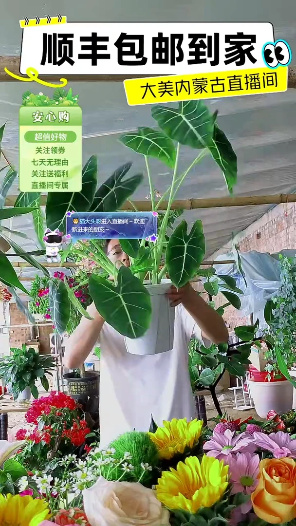 完全开放白盆绿天鹅