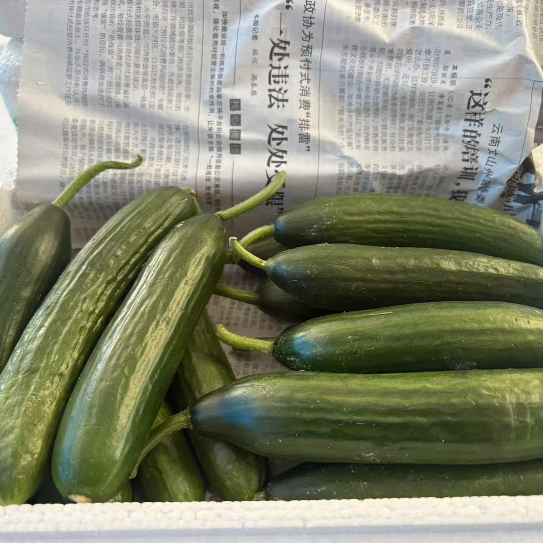 网红奶油小黄瓜 小时候味道的黄瓜 二斤一二左右 批发市场直发黄瓜同城送黄瓜同城配