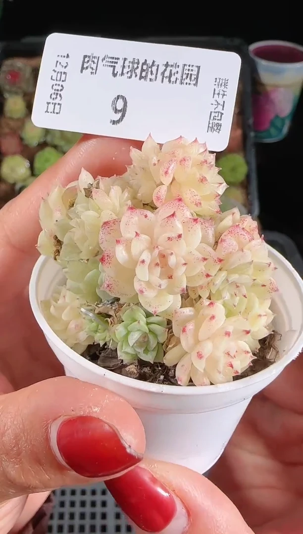 1206-09多肉群生不包整