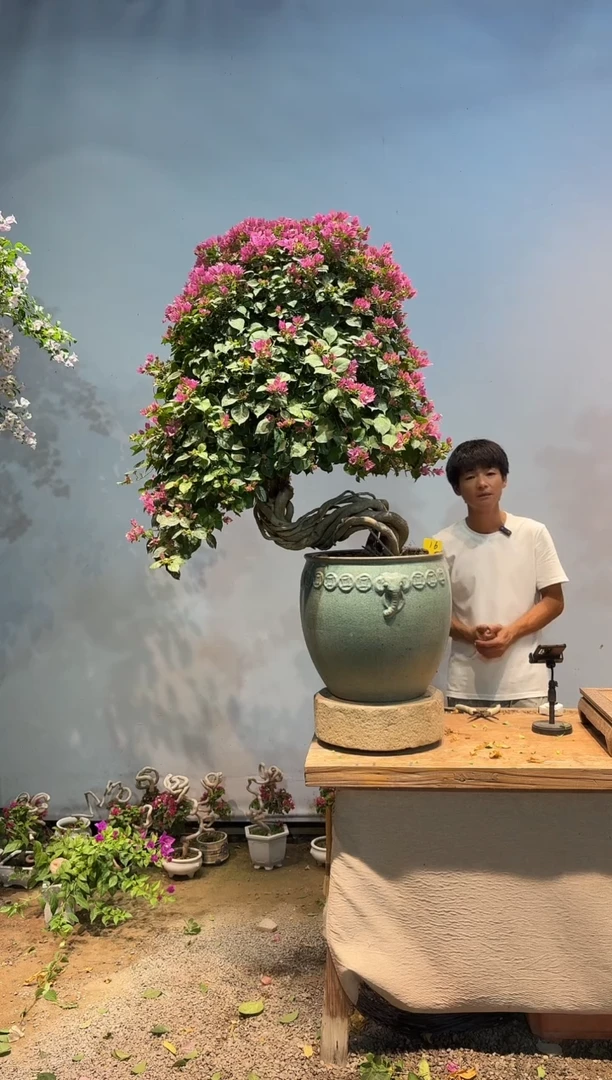 全部花朵清**月三角梅16