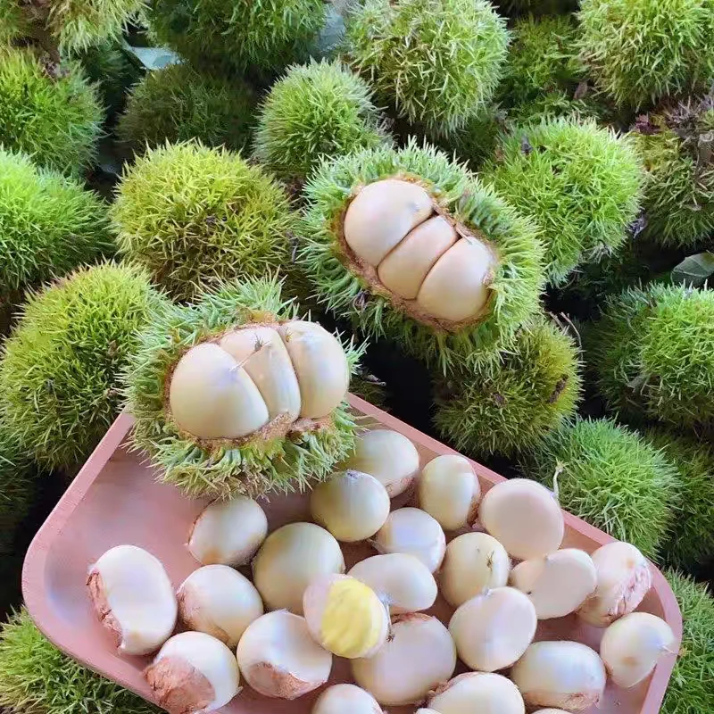 2025大别山新鲜现剥去壳生板栗仁嫩板栗毛栗子