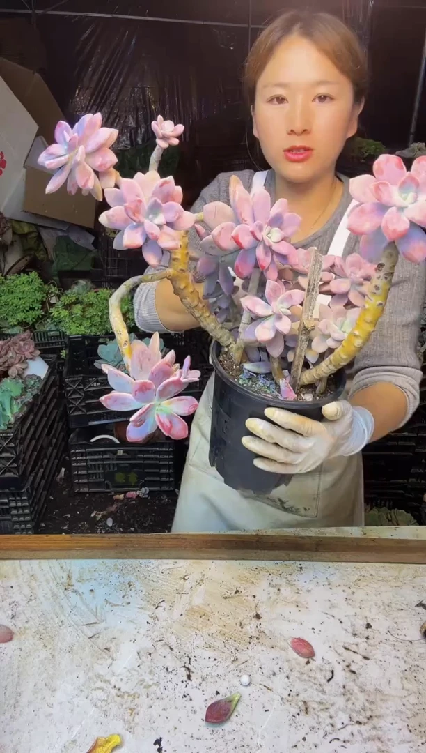 72号一物一拍默认微瑕不售后