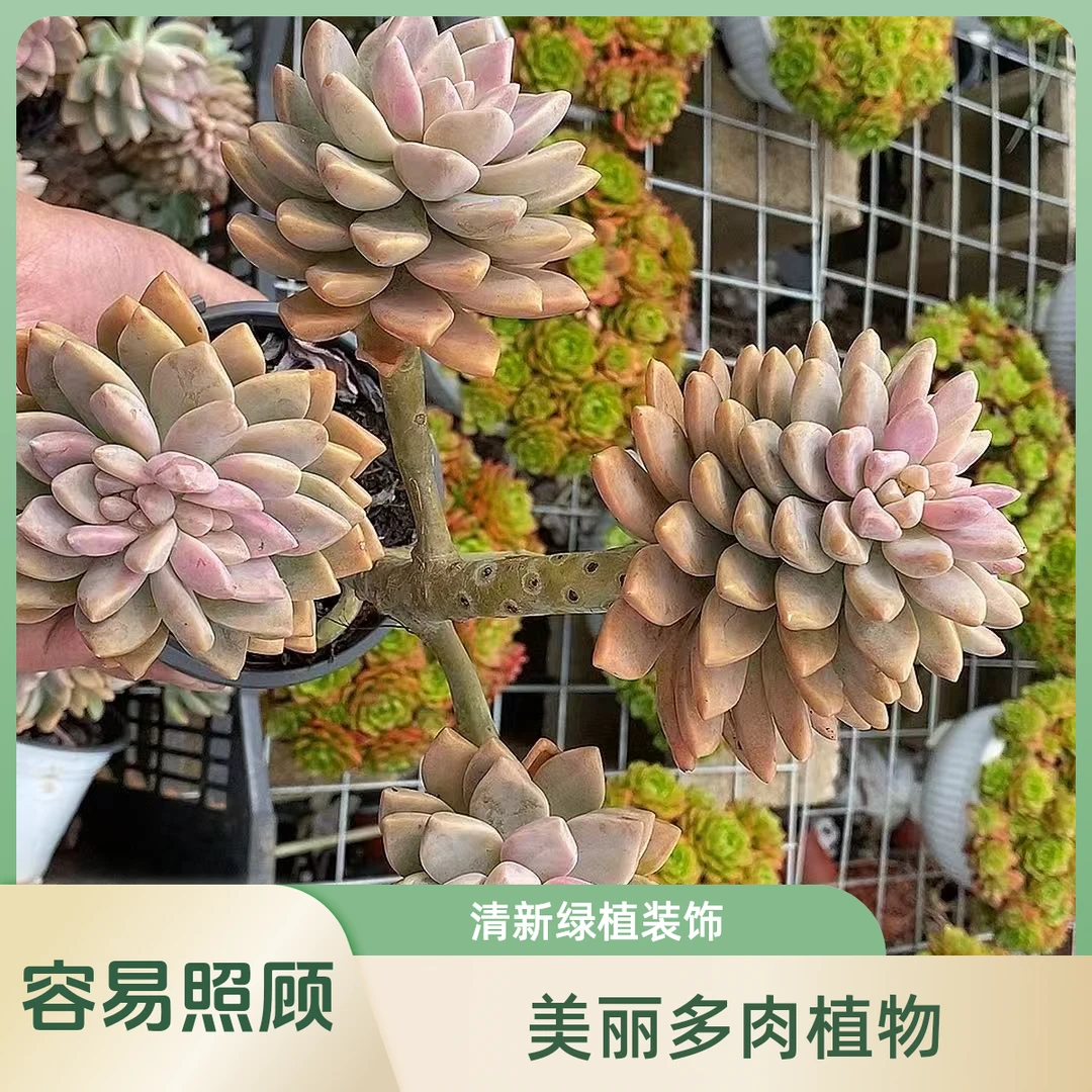 粉淡雪缀老桩  熊猫多肉（满19包邮）脱土发  庭院美观  净化空气