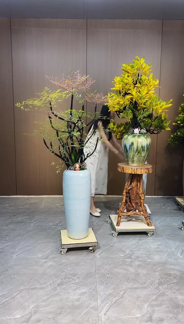 无花朵5**9洒金榕