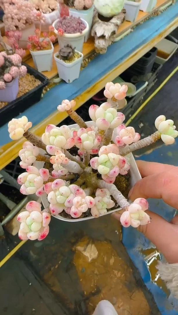 【闪购商品】乐—096—仙农（罗琦）