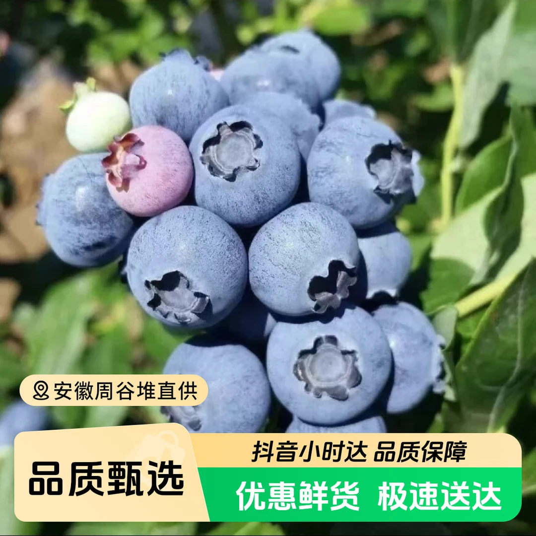 新鲜云南蓝莓125g/盒18+（18mm-22mm）大果酸甜口云南蓝莓云南省昆明市