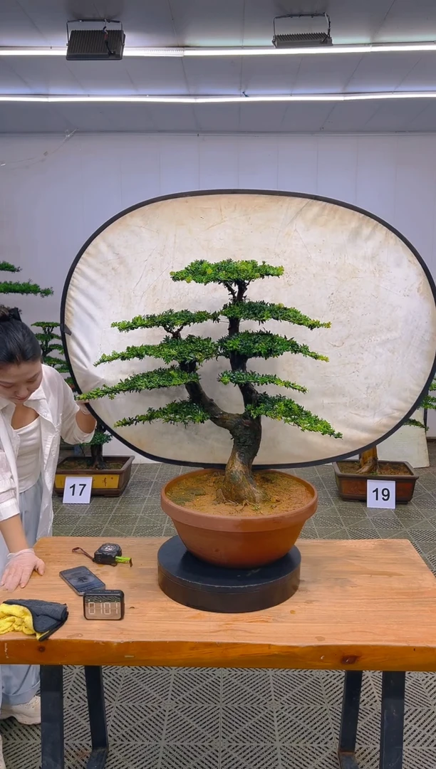 无花朵一物一拍一物一拍