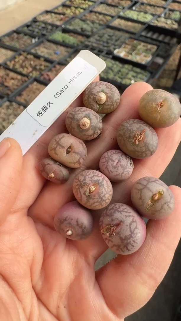 【天津专属】111多肉植物肉锥佐藤久杂交一颗