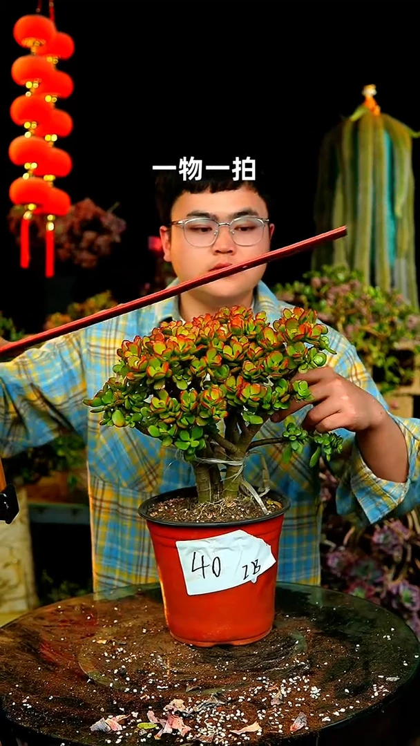【闪购商品】40号摇钱树