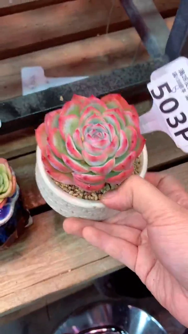 503P  (一物一拍实付满28发货，默认不带盆土）