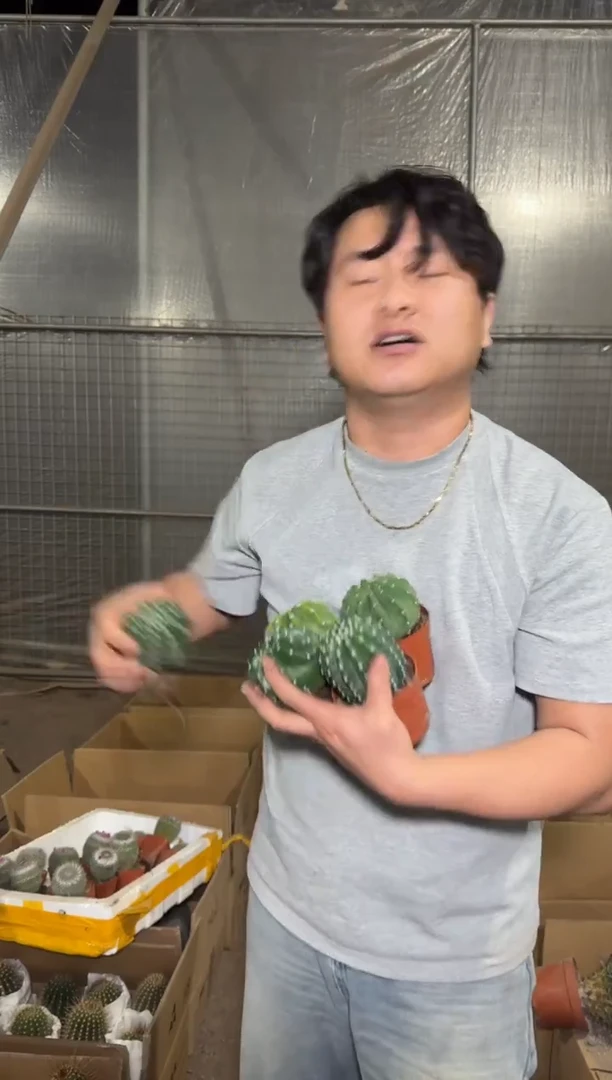 5颗 实生根 短毛丸 4-6cm