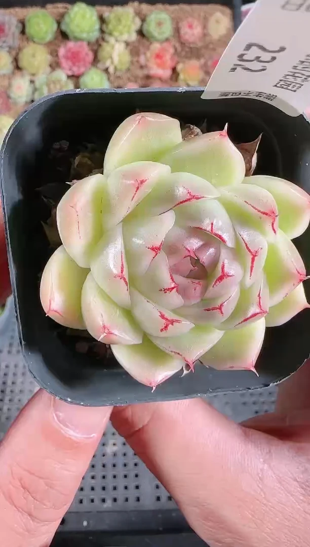 1130-232多肉群生不包整