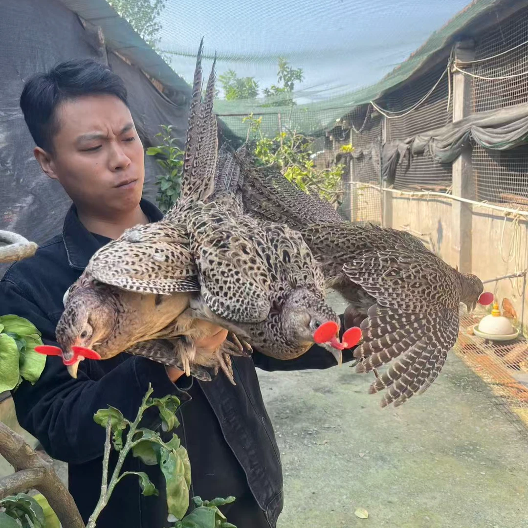【活体3母】七彩山鸡长尾鸡 宠物鸡 体态圆滑七彩色庭院观赏鸡