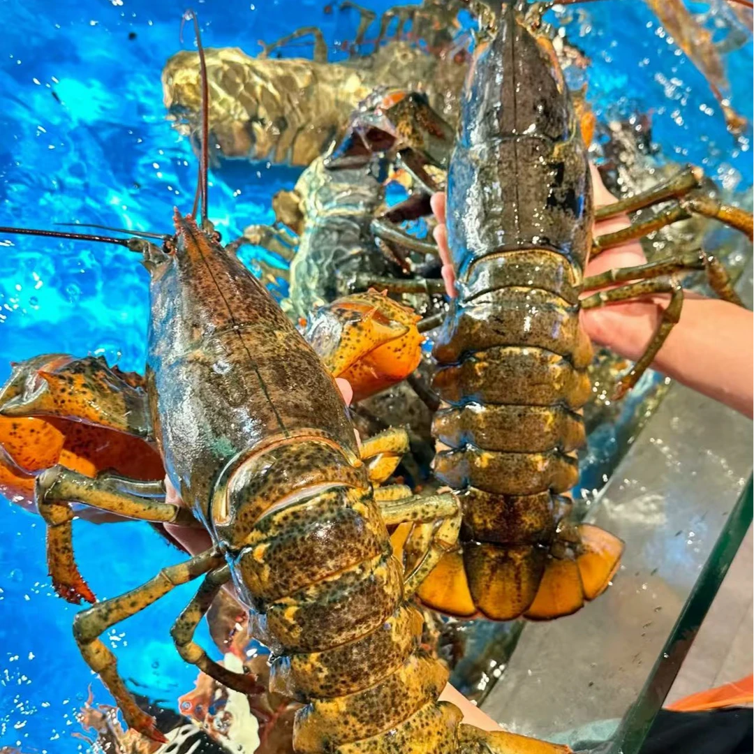 【保鲜不保活】波士顿龙虾 进口高端海鲜 冲氧活发