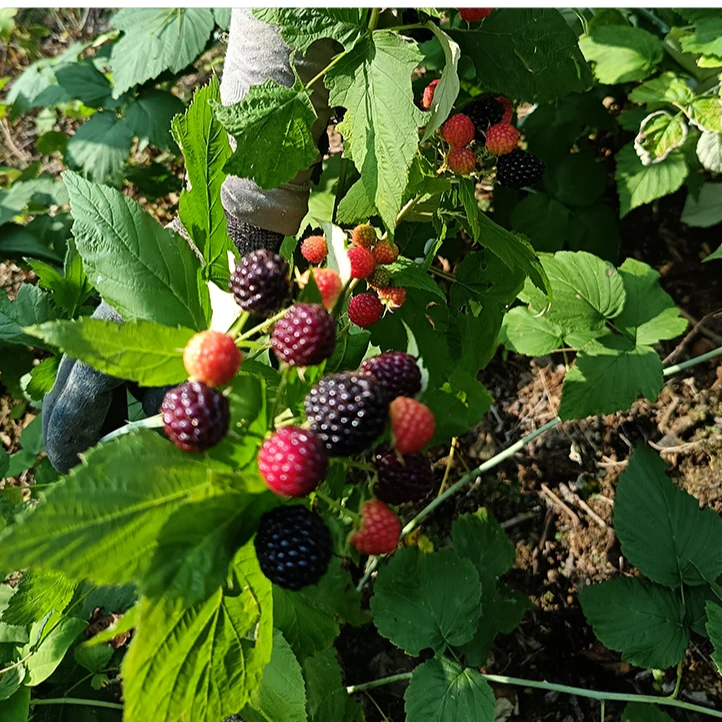 云苗库希哥推荐黑树莓容器带土带容器发货适合阳台盆栽好品种包邮