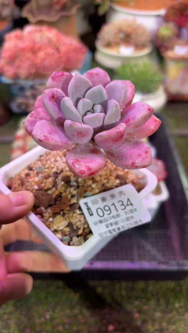 【闪购商品】09134