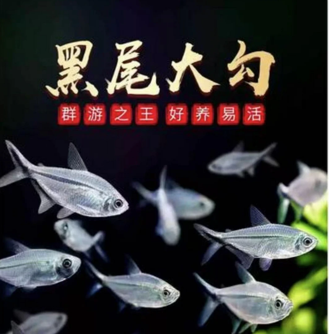 黑尾大勾群游鱼热带鱼观赏鱼活体草缸游鱼小型淡水灯科可混养