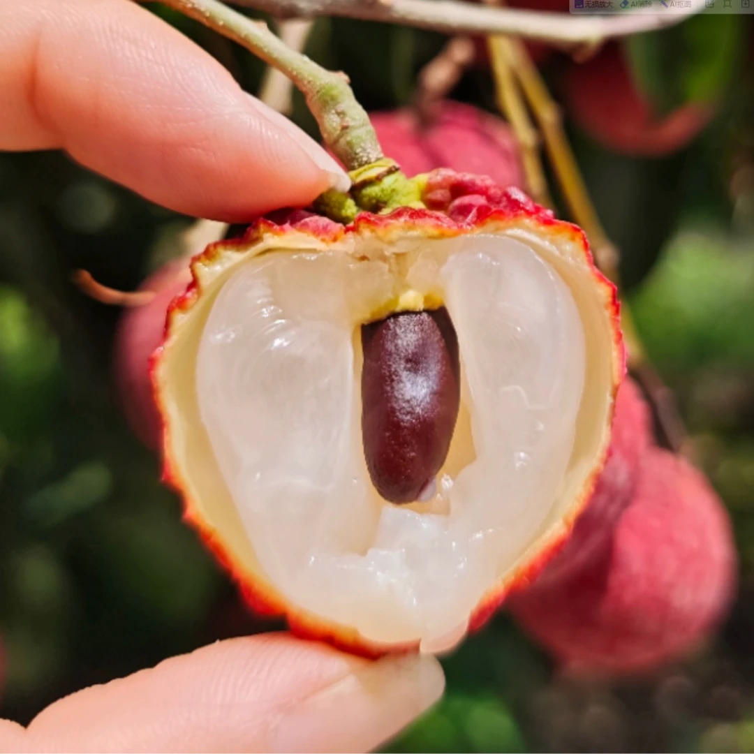 【顺丰陆运/广西发货】新鲜现摘清甜多汁仙进奉荔枝（净重4.5斤）