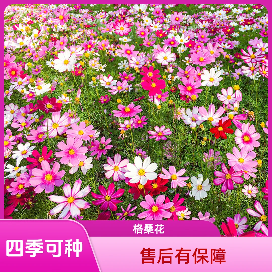 【矮杆格桑花种厂家直销】四季开花波斯菊花卉种子播种易活