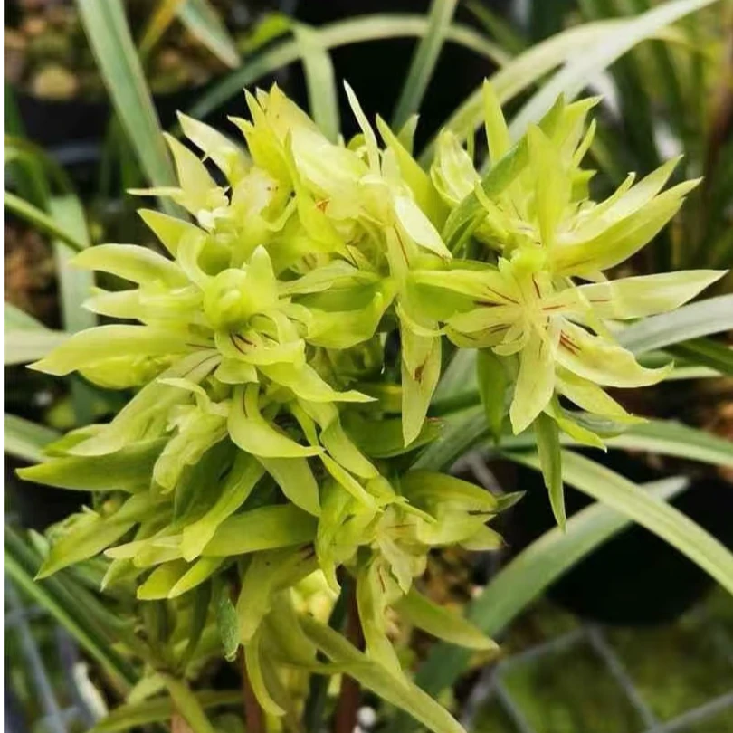 带花苞裸根【花开富贵】浓香型春季开花室内精品花卉