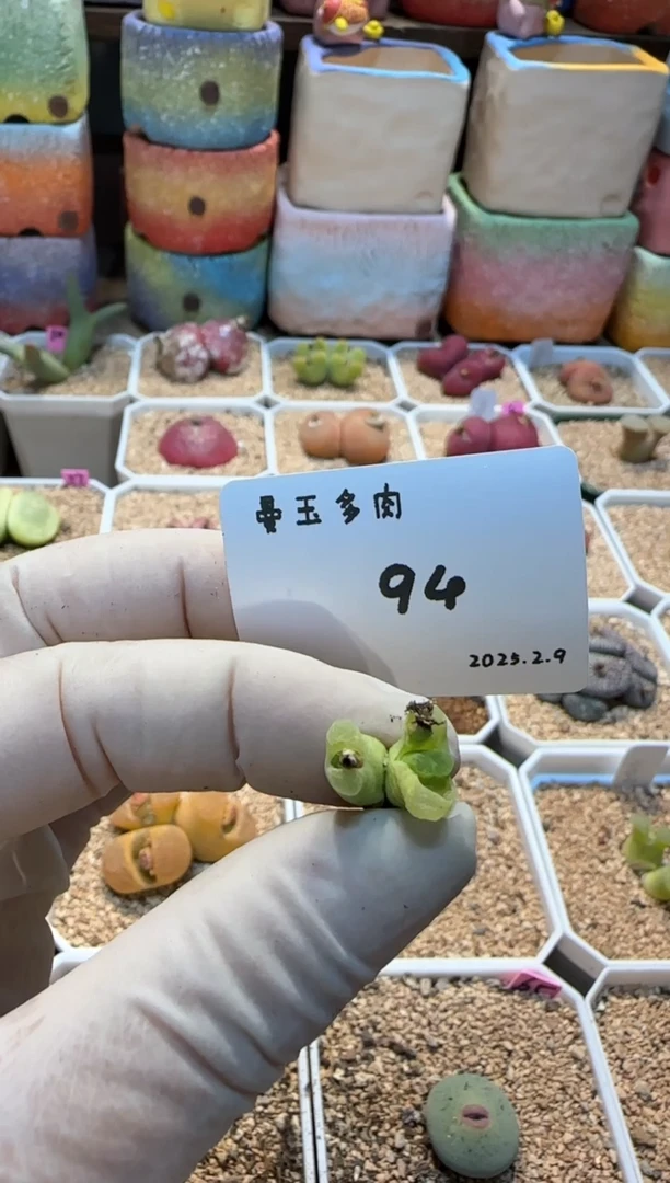 【闪购商品】25.2.9-94