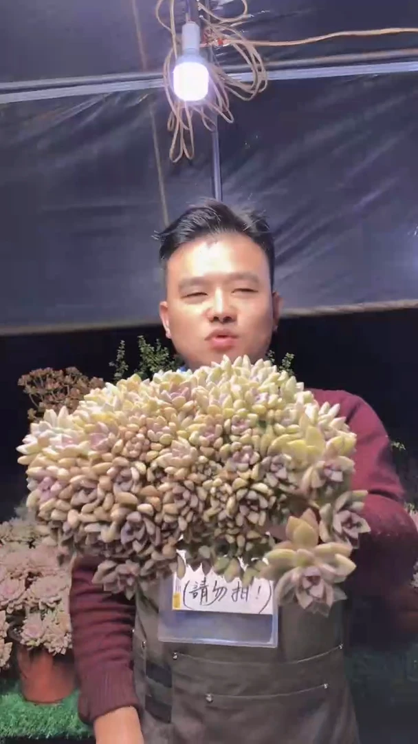 149淡雪缀化一物一拍（微瑕