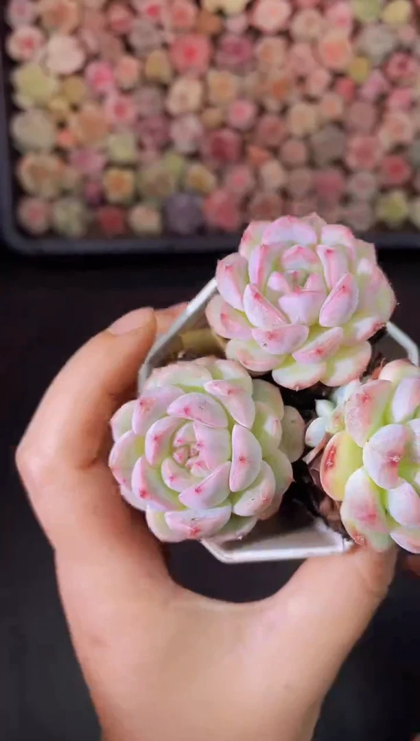 652粉甜心一物一拍一组